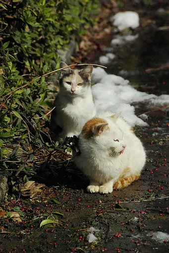 雪どけのノラ