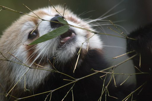 上野動物園のレッサーパンダ