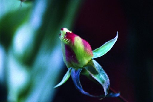 ネオン街で花開くのを待つ薔薇のつぼみ