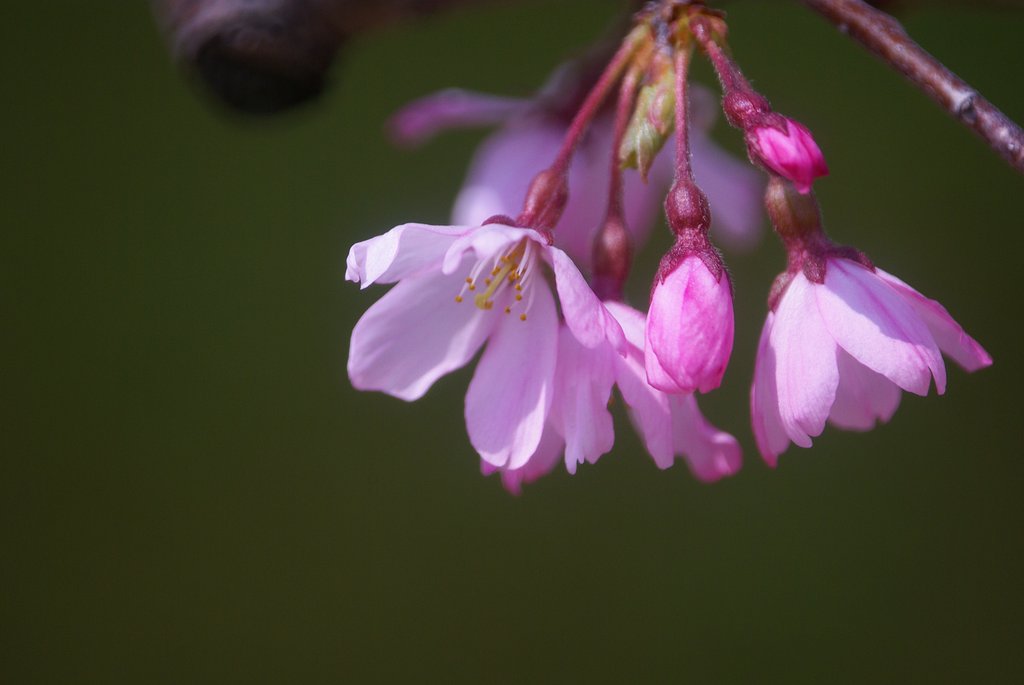 十月桜
