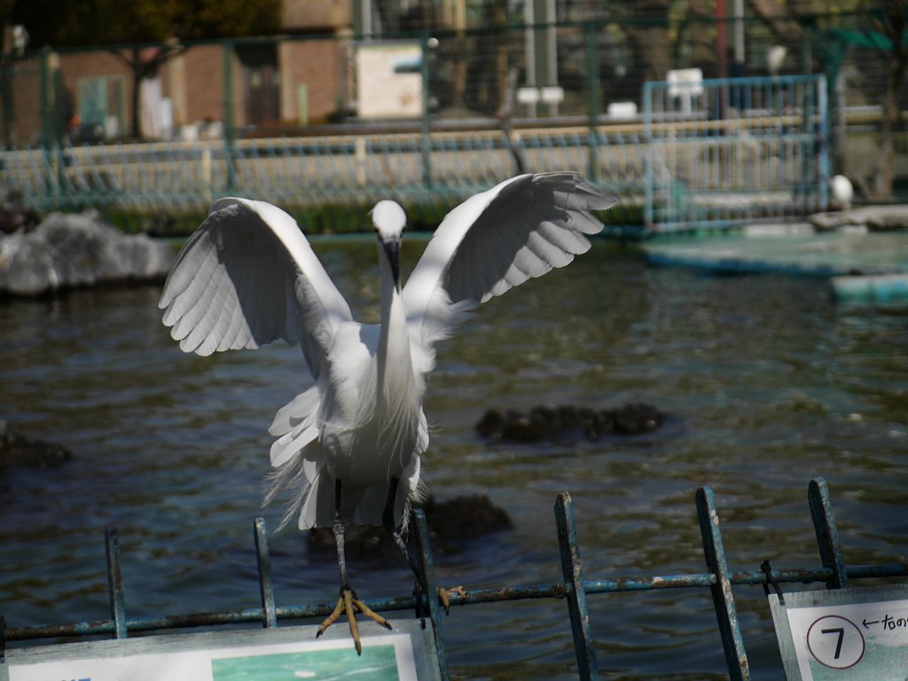 鳥を撮る