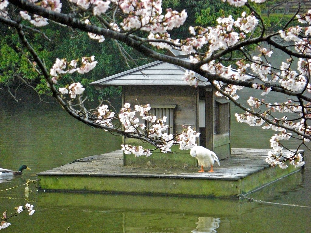 桜が咲きました。