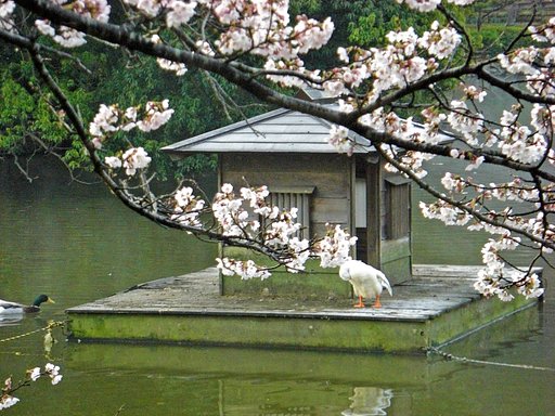 桜が咲きました。