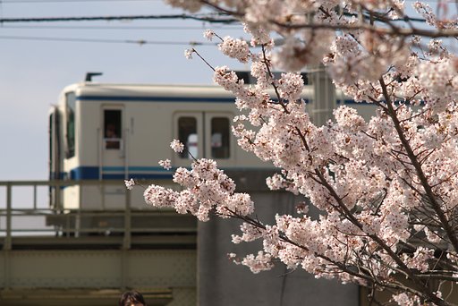桜