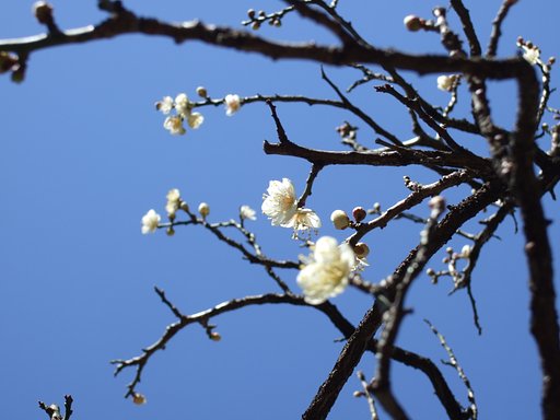 梅