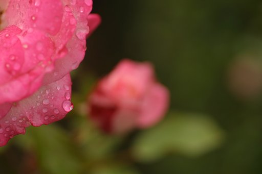 バラと雫