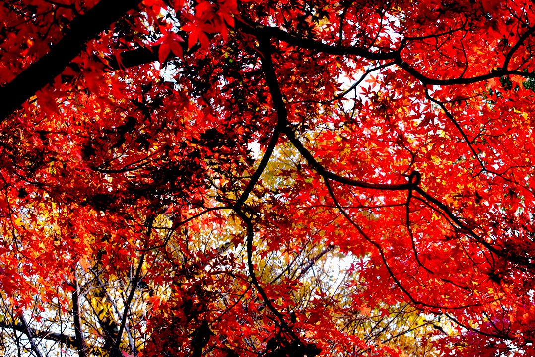 さらに紅葉