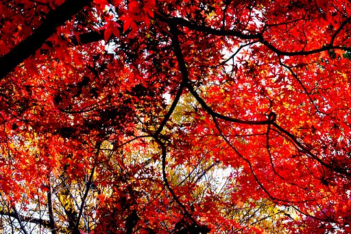 さらに紅葉