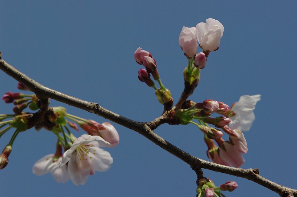 桜咲く