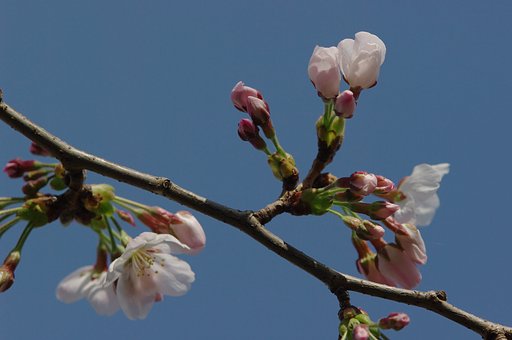 桜咲く