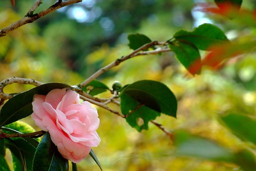 山茶花と紅葉