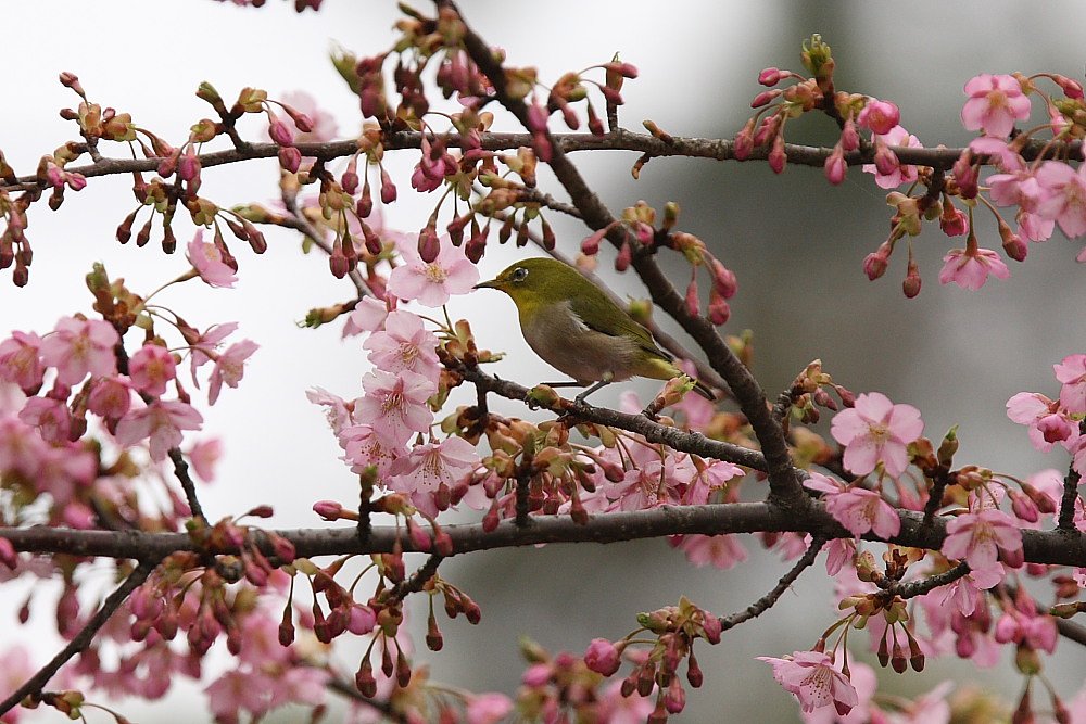 河津桜とメジロ