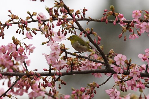 河津桜とメジロ
