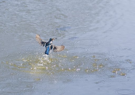 お馴染みのカワセミ