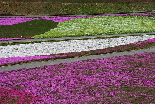 秩父・芝桜
