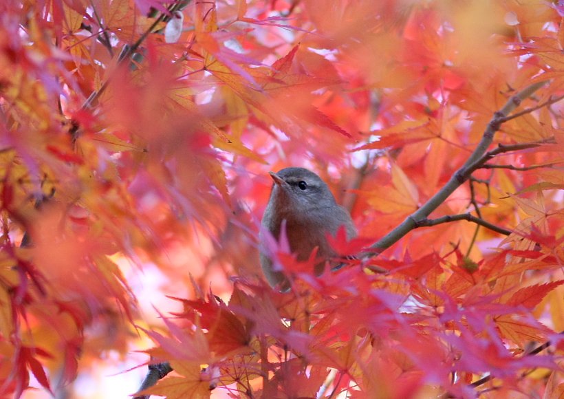 紅葉見物