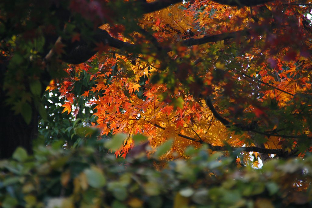 そろそろ紅葉もおしまい？