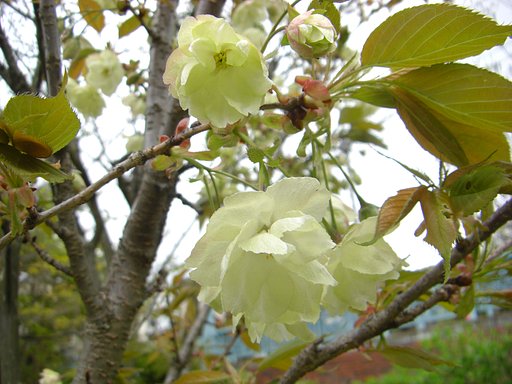 鬱金桜（うこんざくら）