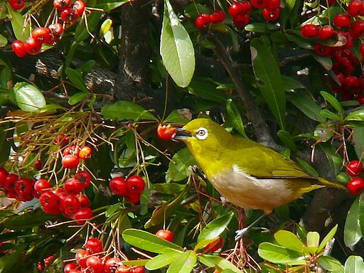 【赤】赤い実から緑の鳥へ