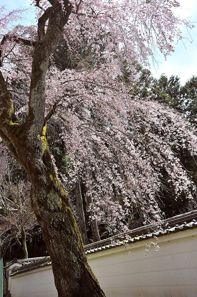 枝垂桜