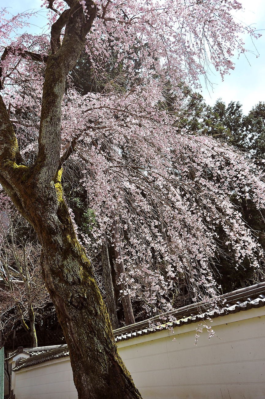 枝垂桜