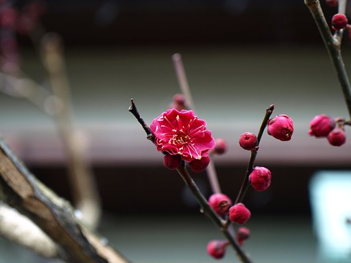 梅の花