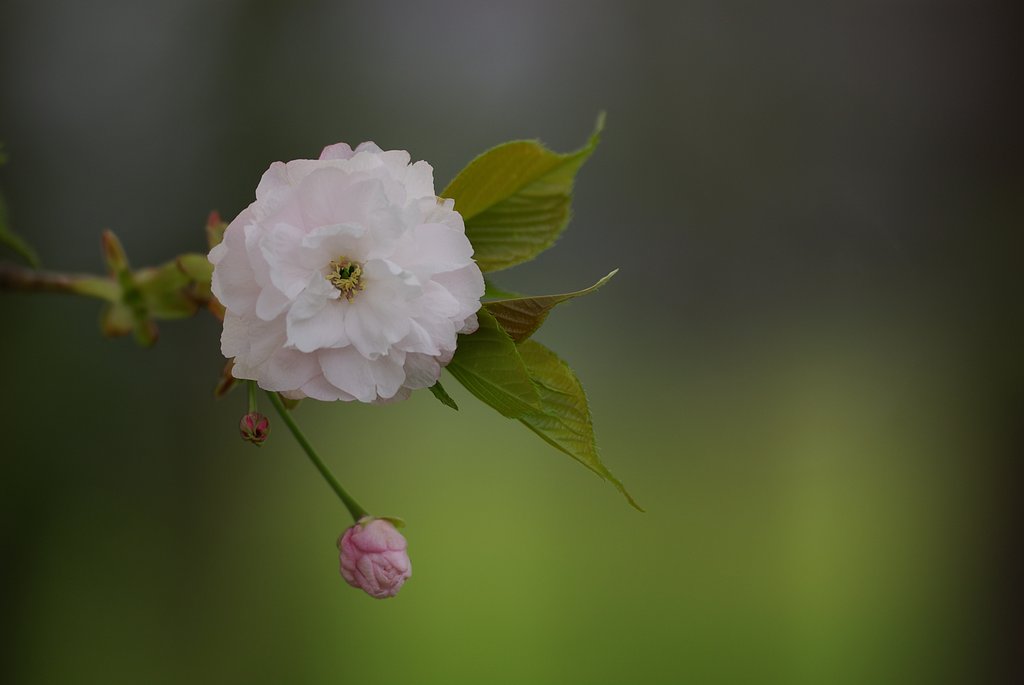 桜湯に…