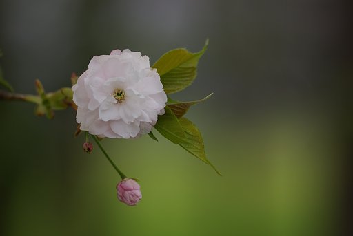 桜湯に…