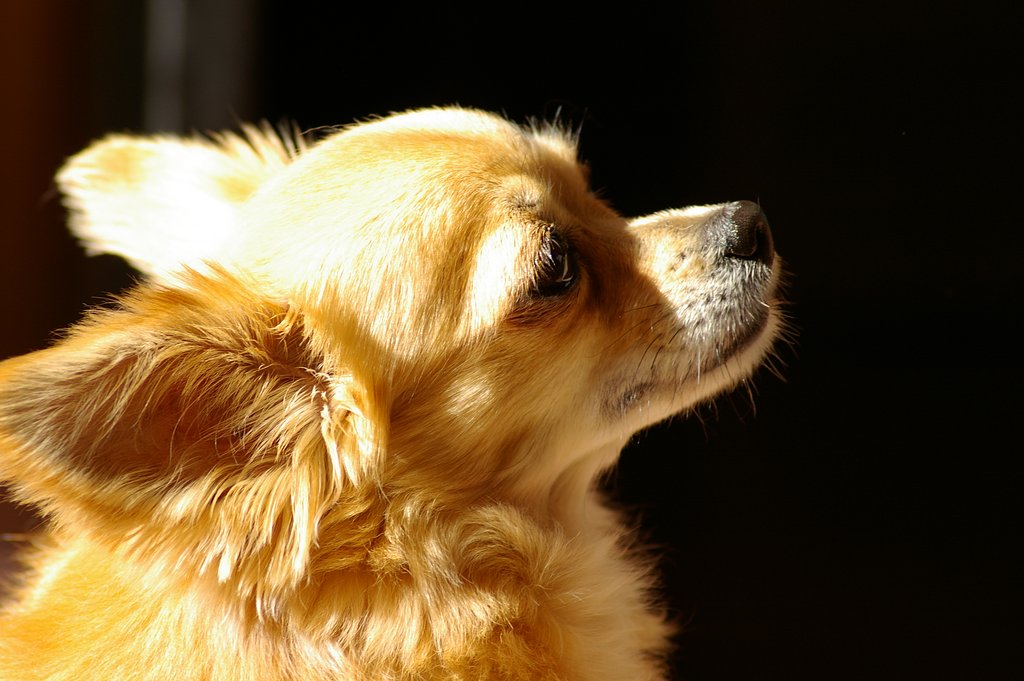 愛犬