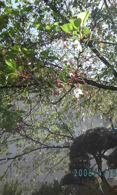葉桜