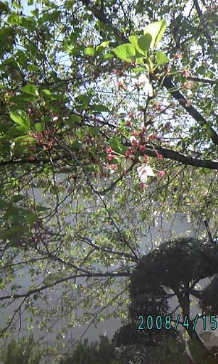 葉桜