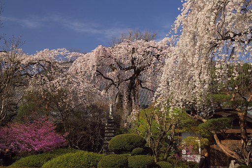 しだれ桜