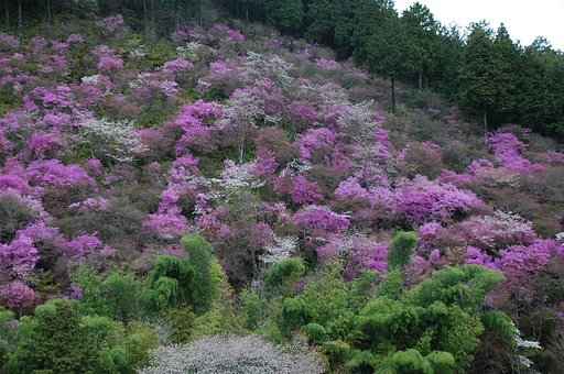 山ツツジ