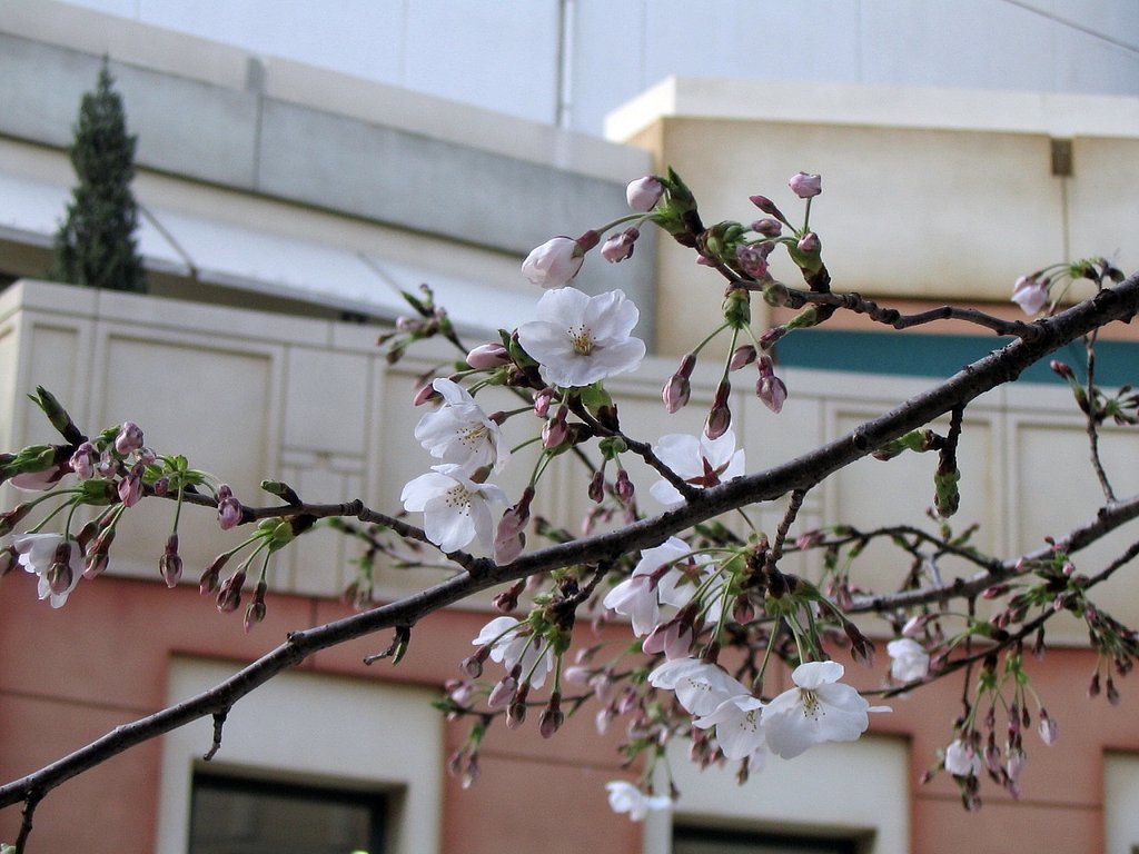 2008年４月　お題は【緑】