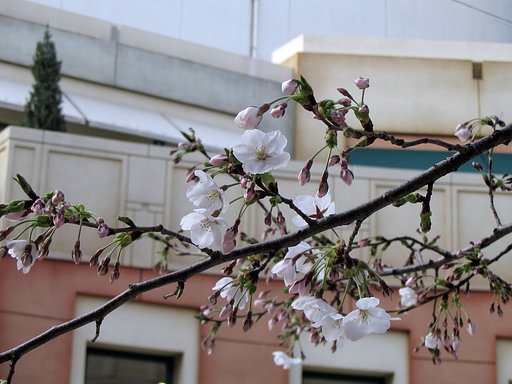 2008年４月　お題は【緑】