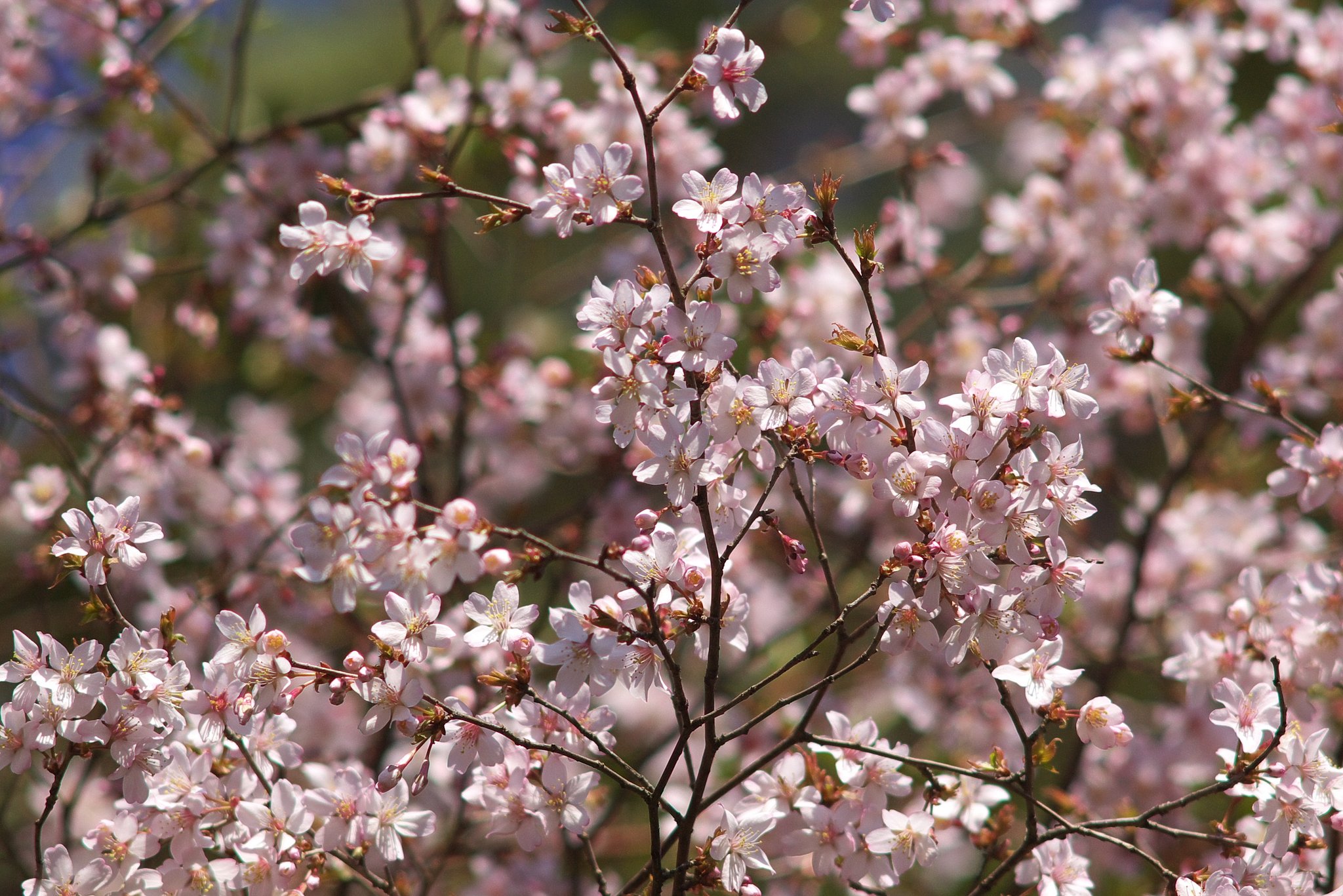 山に自生している山桜が咲きました。