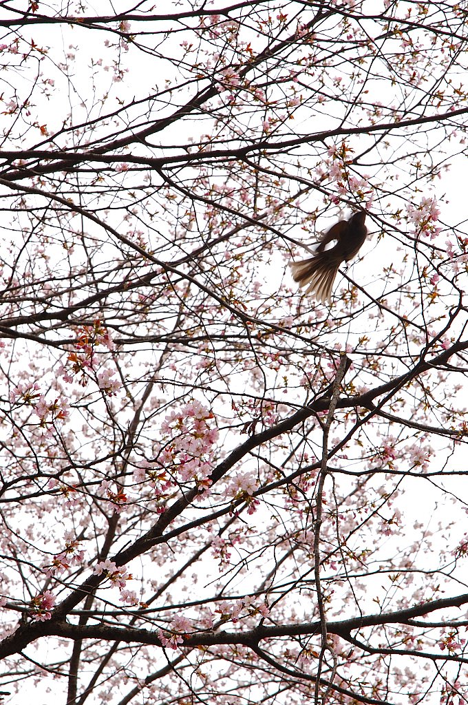 花鳥模様