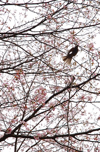 花鳥模様