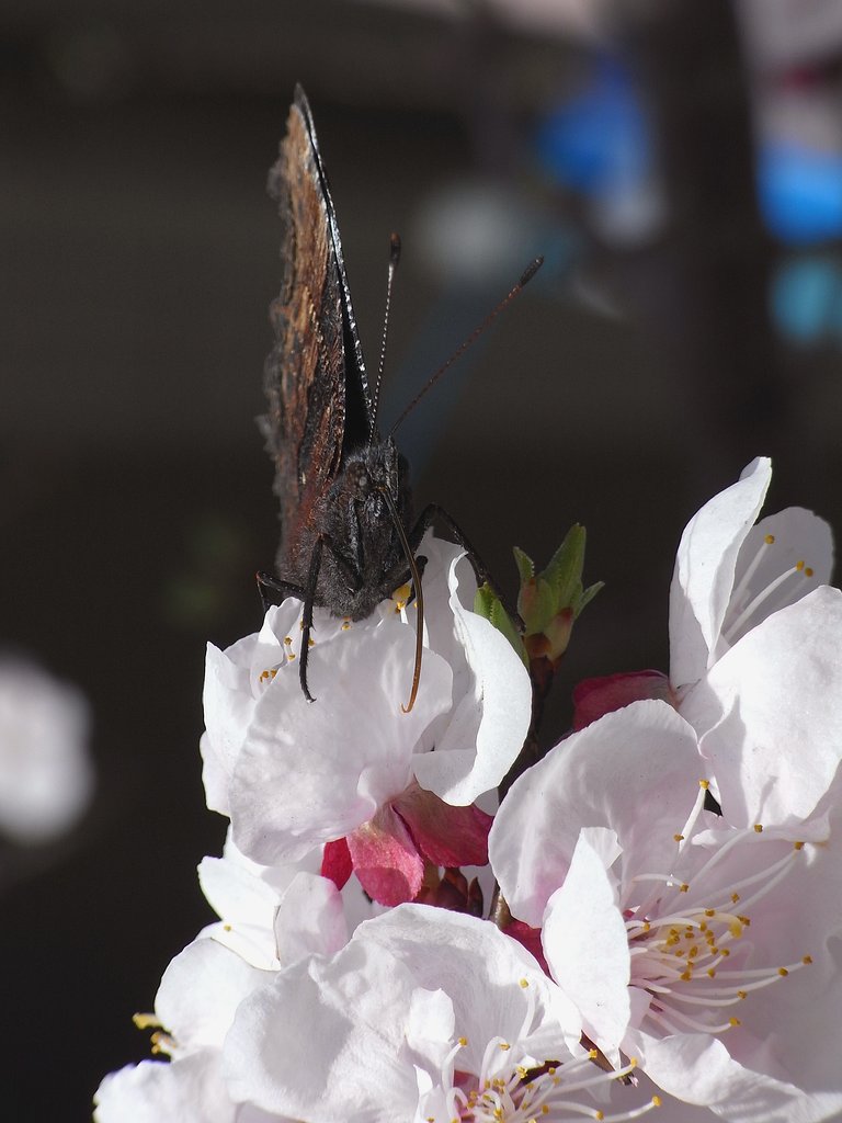 春の枯れ葉？