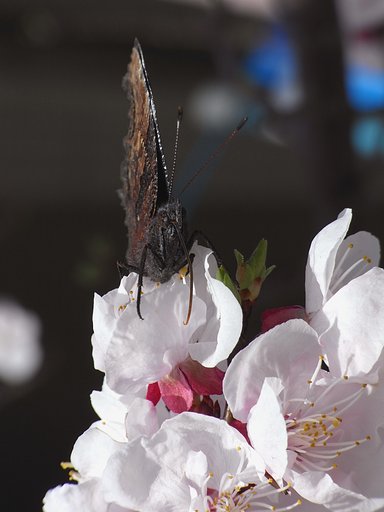春の枯れ葉？