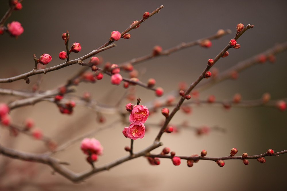 紅梅