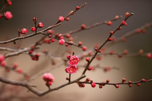 紅梅