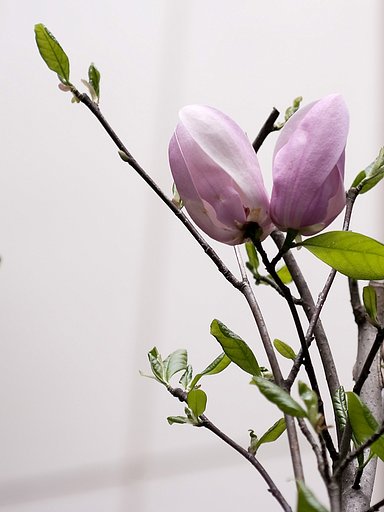 「緑」木蓮