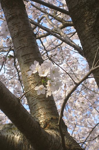 夕浴み桜