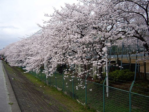 滝