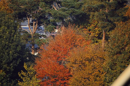 AF500レフで紅葉