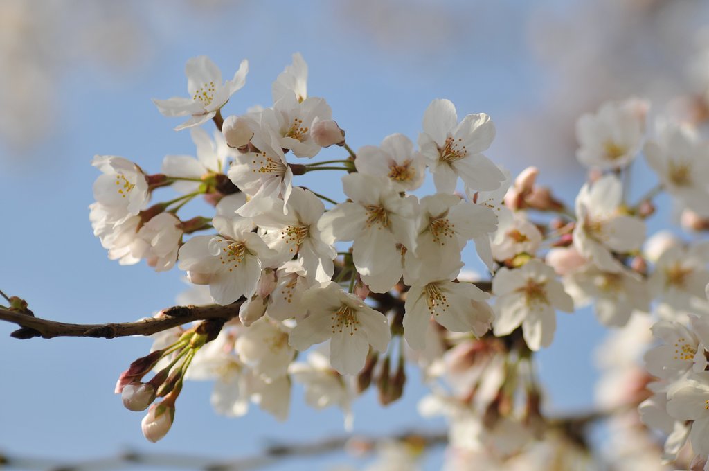 今日は桜ですね