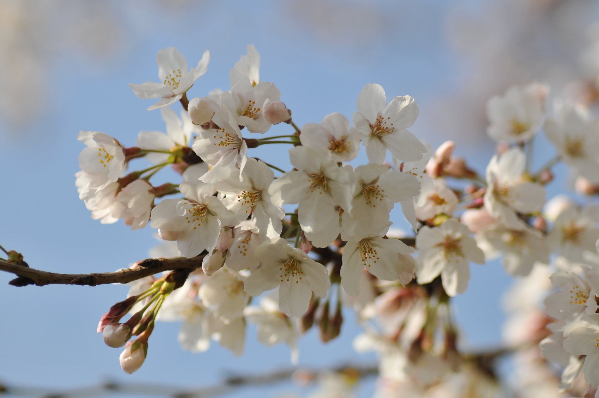 今日は桜ですね