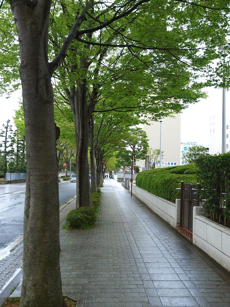 新緑・・・