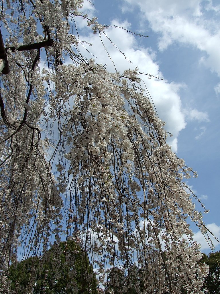 真間山弘法寺伏姫桜